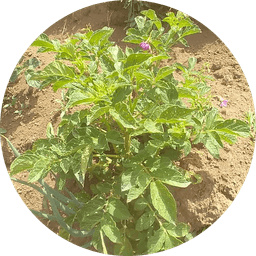 encosecha.com — MVP